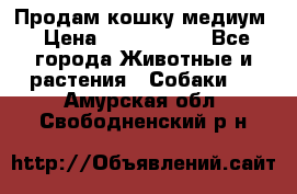 Продам кошку медиум › Цена ­ 6 000 000 - Все города Животные и растения » Собаки   . Амурская обл.,Свободненский р-н